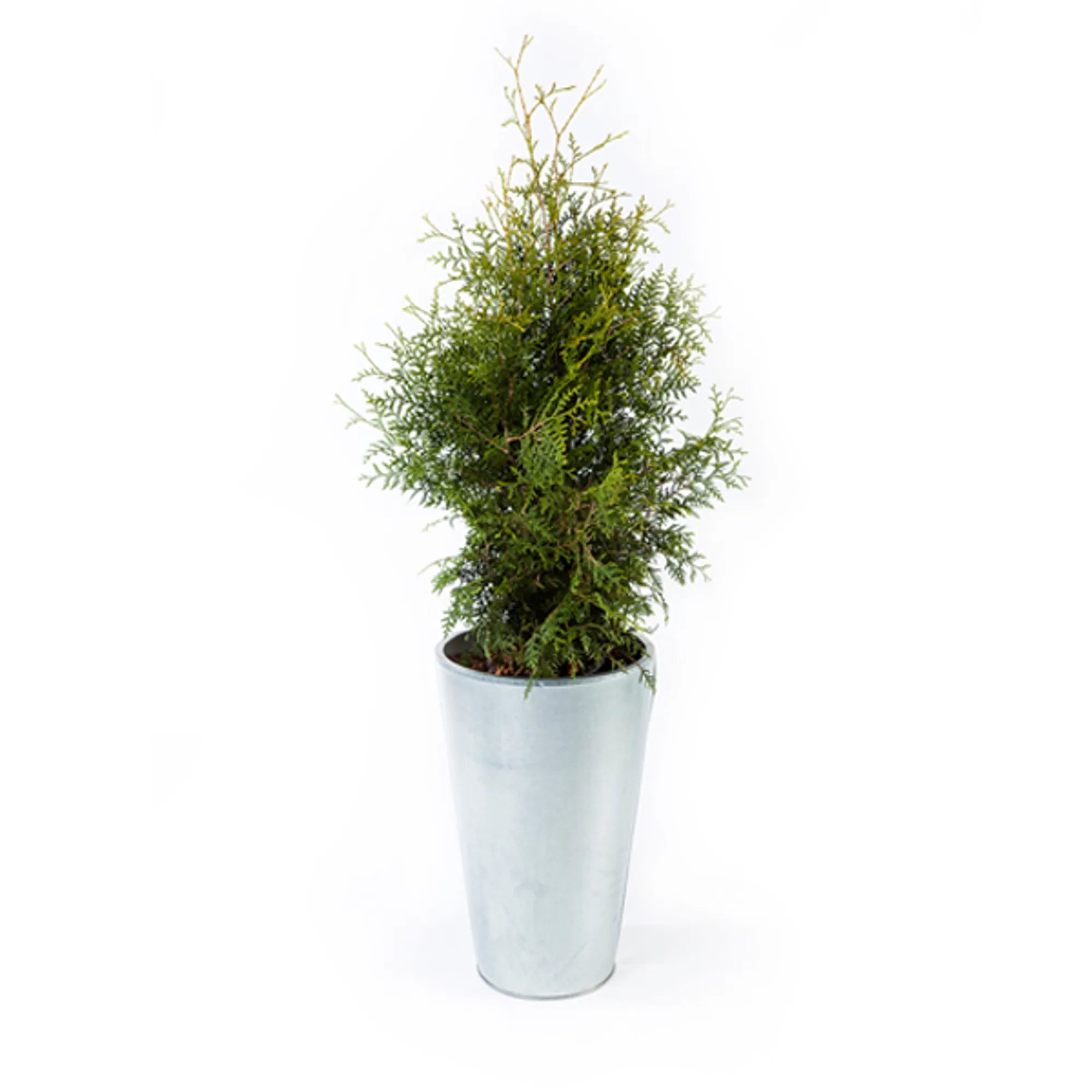 12489-Vaxt-Thuja-utomhus