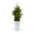 12489-Vaxt-Thuja-utomhus