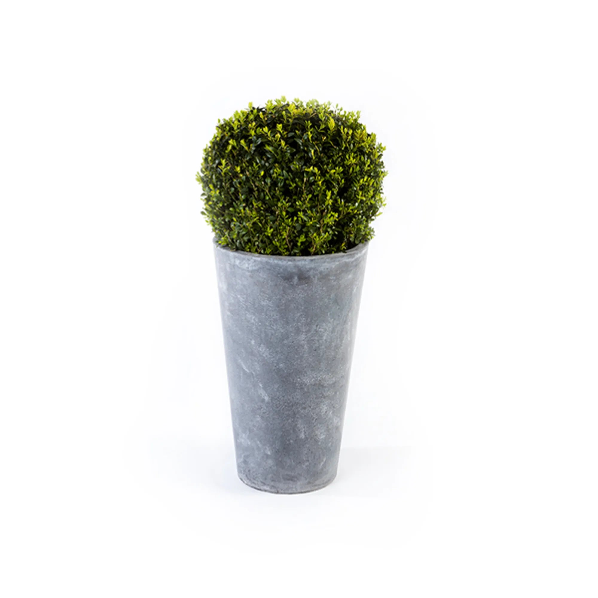 12491-Vaxt-buxbom-utomhus