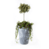 12492-Vaxt-olivtrad med plantering-utomhus